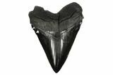 Serrated, Fossil Megalodon Tooth - Jet Black Enamel #186038-1